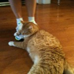 Lynx wanting to get in on the action
