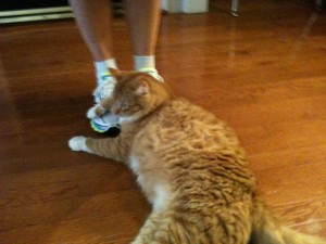 Lynx wanting to get in on the action
